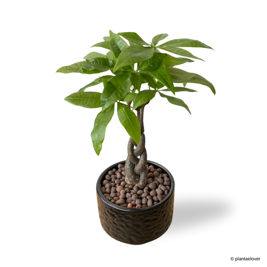 Pachira Aquatica Braided in Moon Pot