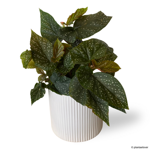 Begonia Lucerna in Cylindrica Pot