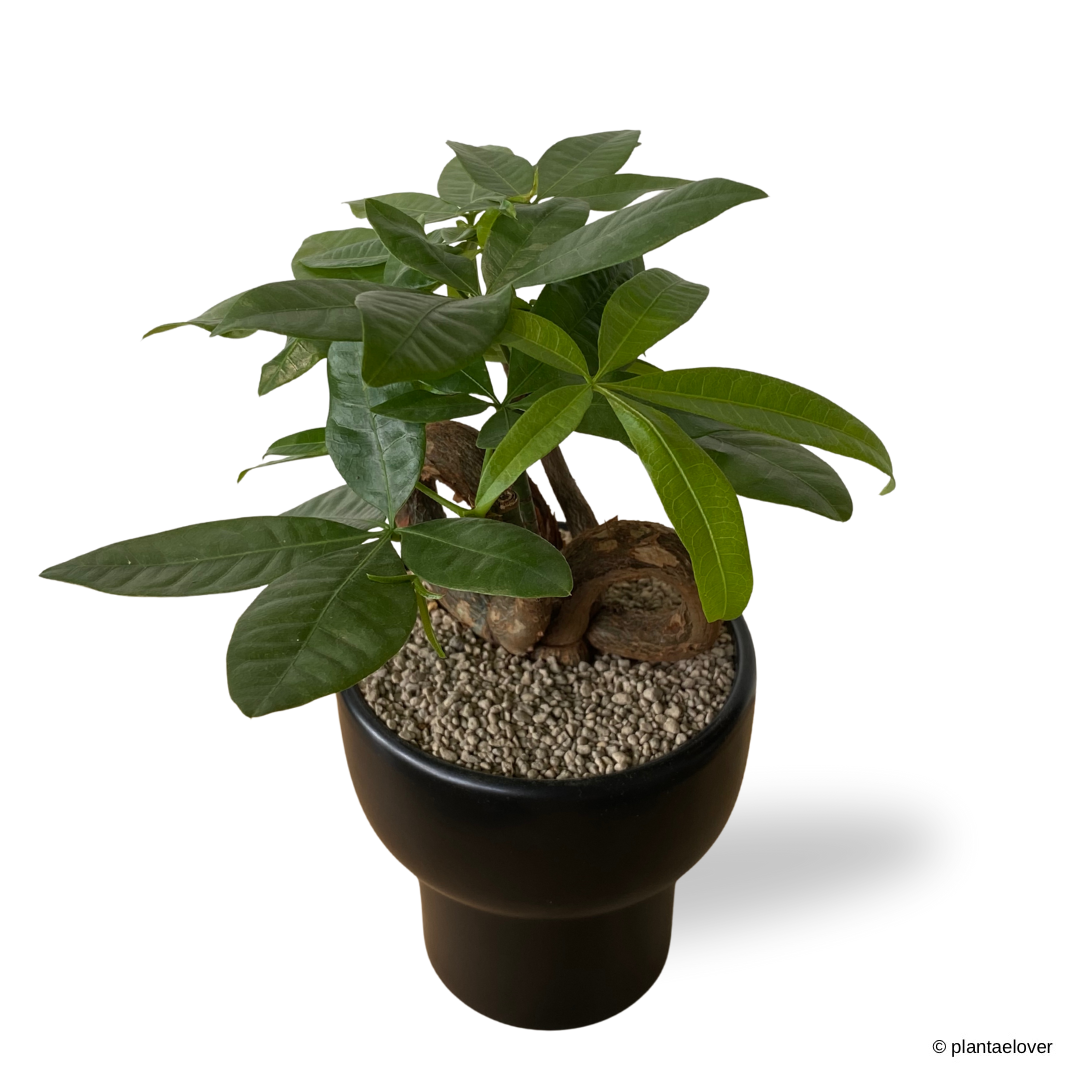 Pachira Aquatica 'QQ' Heart Shape in Dodo Pot