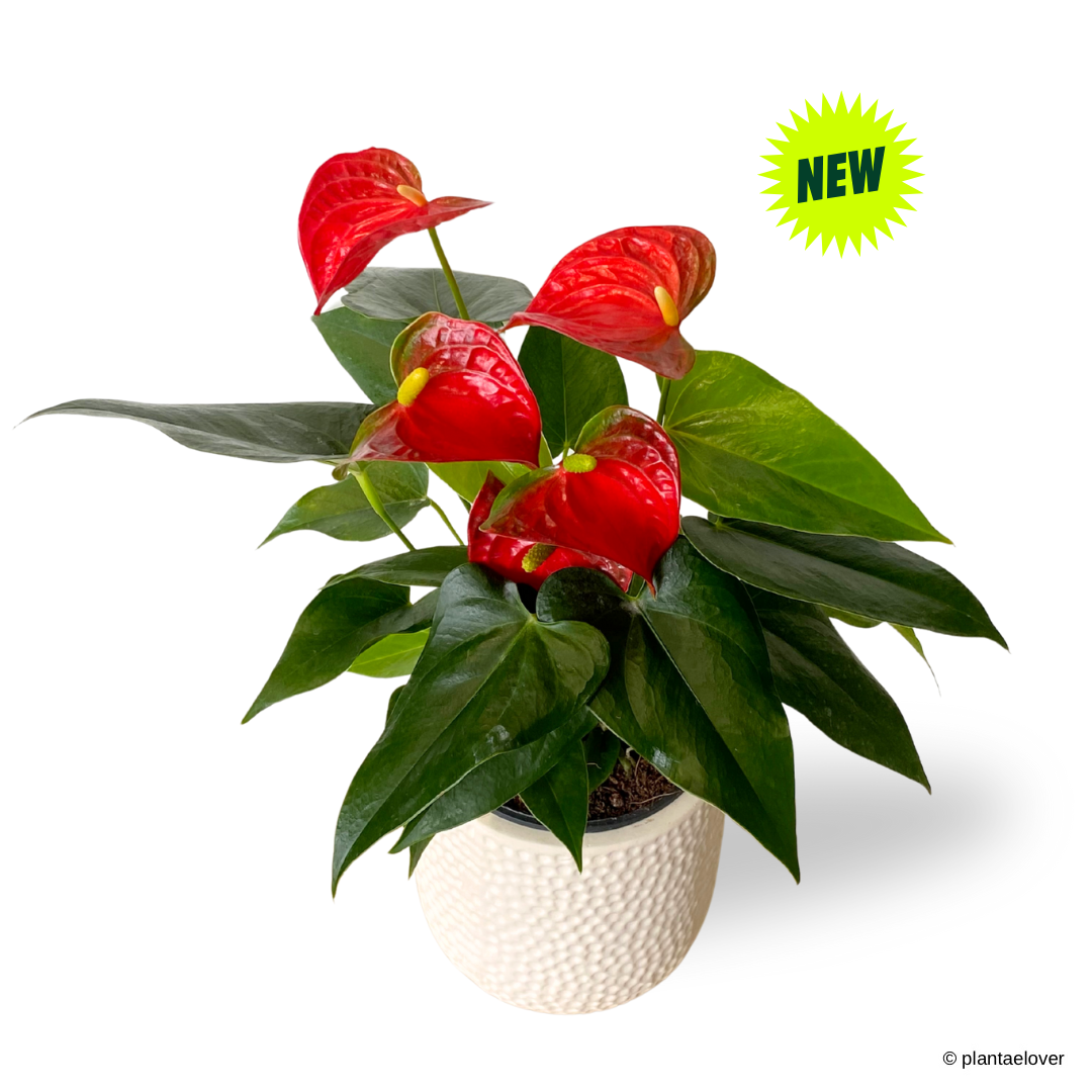 Anthurium Fiancee in Powder Pot