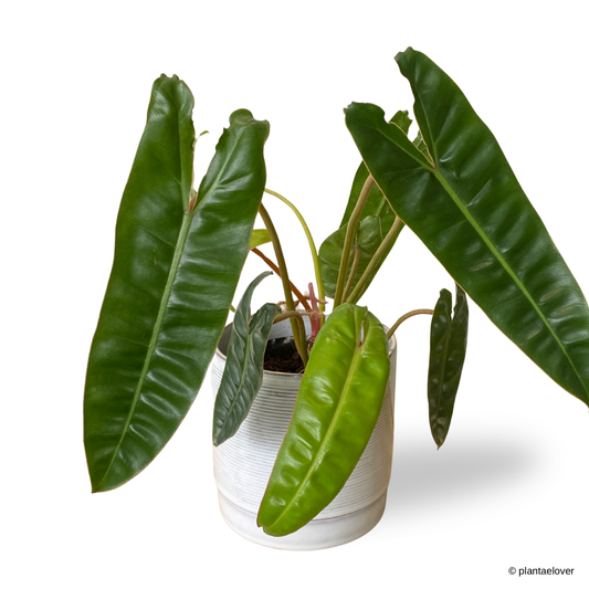 Philodendron Billietiae in Atrium Pot