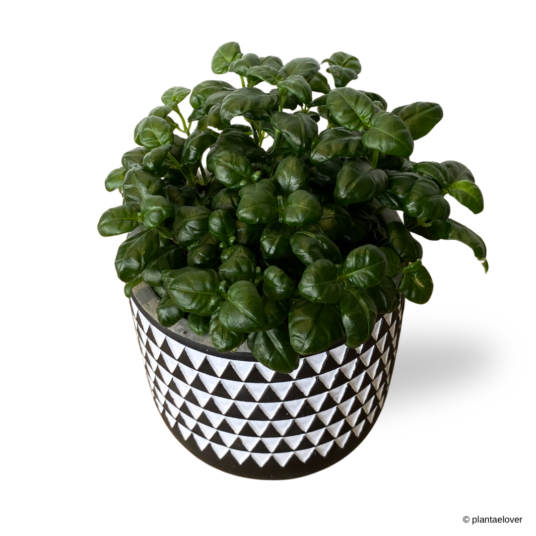 Bubble Plant in Mono Pot