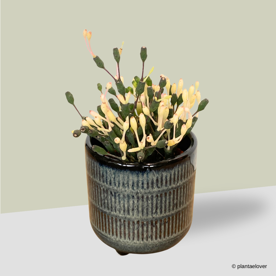 Dancing Bones Cactus in Savoy Pot