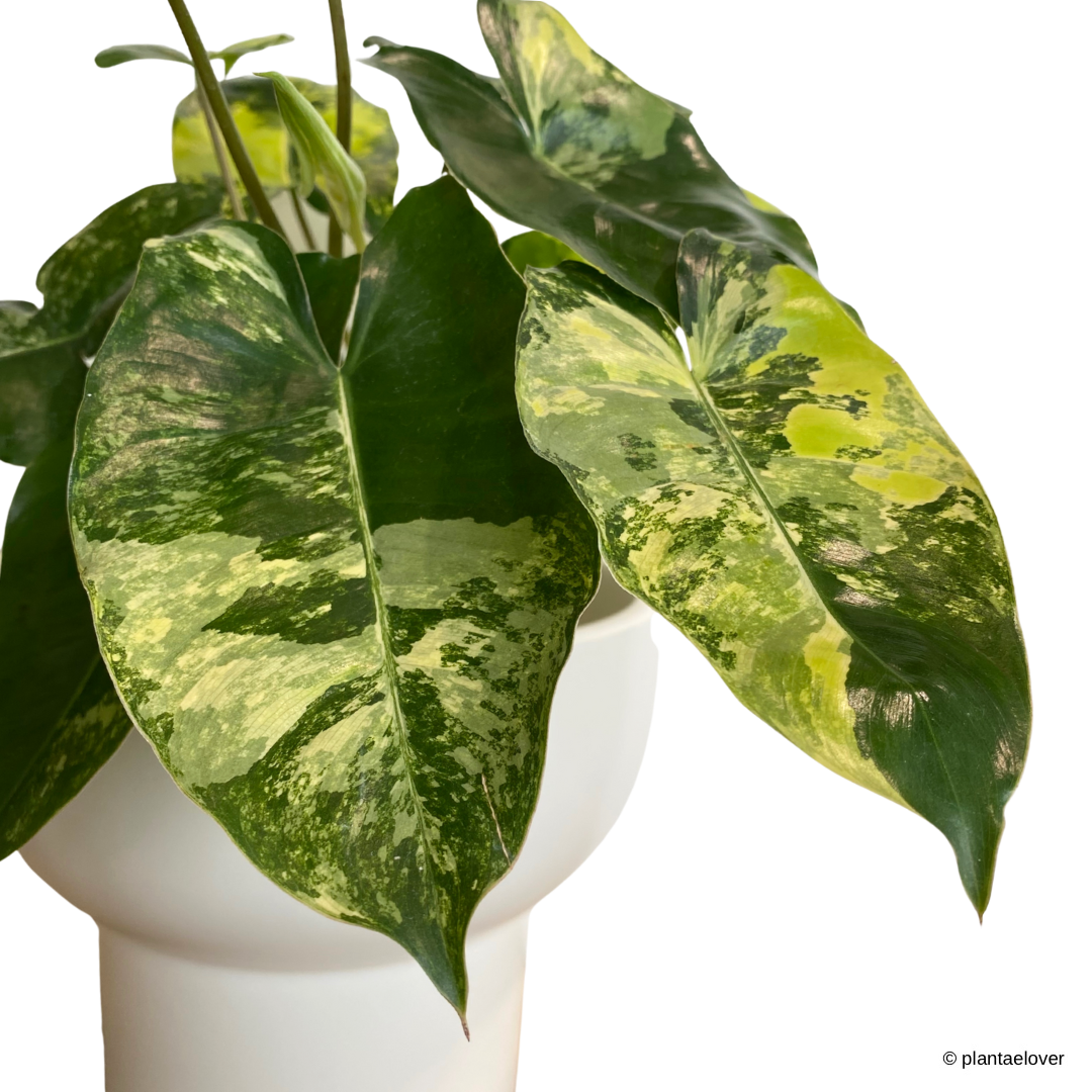 Philodendron Burle Marx Variegated in Podium Pot