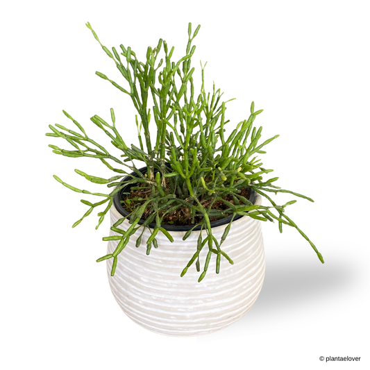 Dancing Bones Cactus in Washed Pot