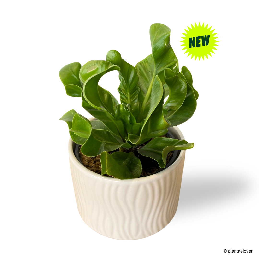 Manila Bird Nest Fern in Airy Pot