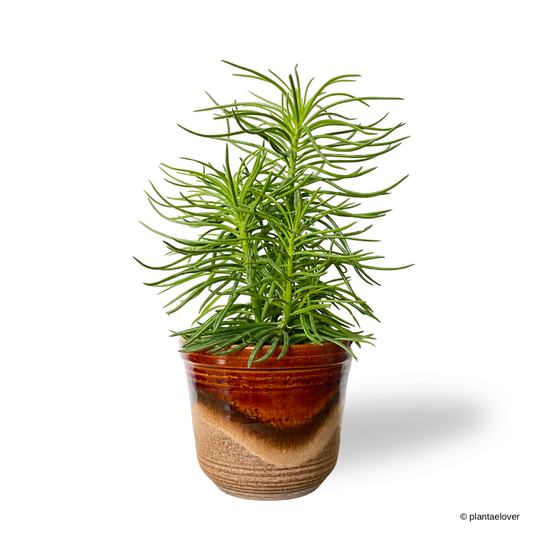 Peperomia Ferreyrae in Sienna Pot