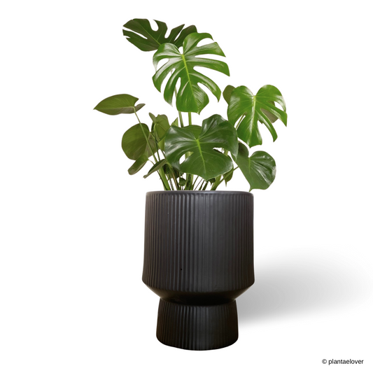 Monstera Deliciosa in Voltereta Pot