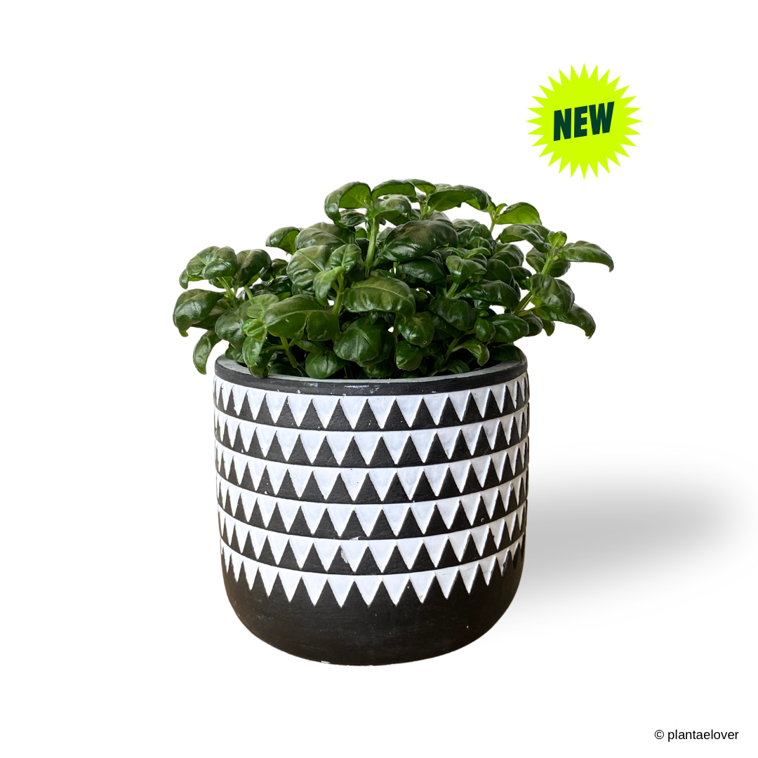 Bubble Plant in Mono Pot