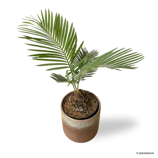 Sago Palm in Rust Pot