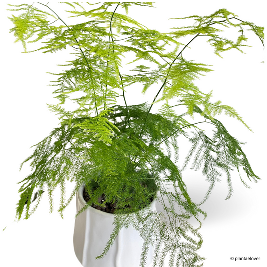 Asparagus Fern in Donny Pot