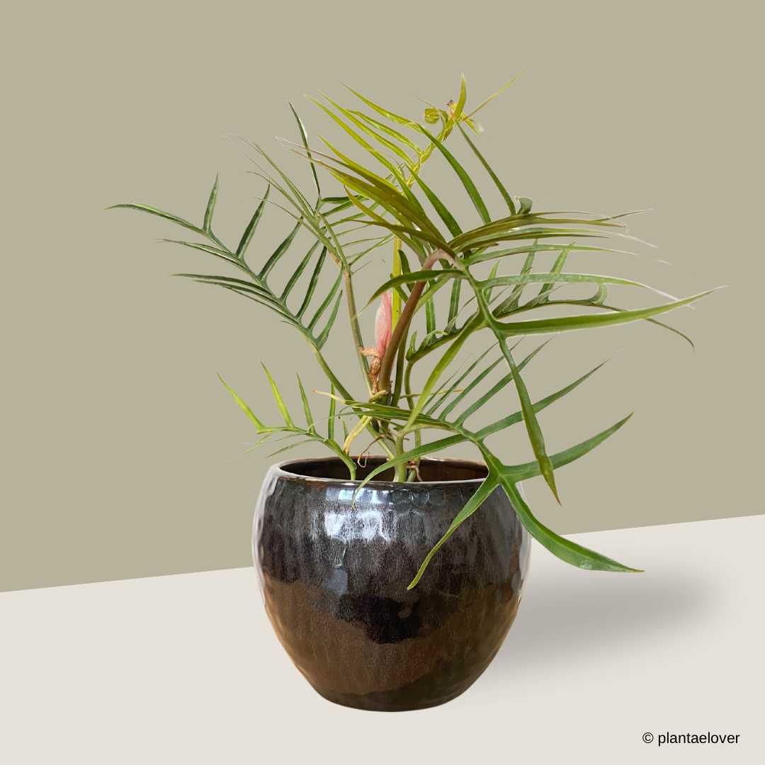 philodendron pot Philodendron Tortum in Rustic Pot – plantaelover