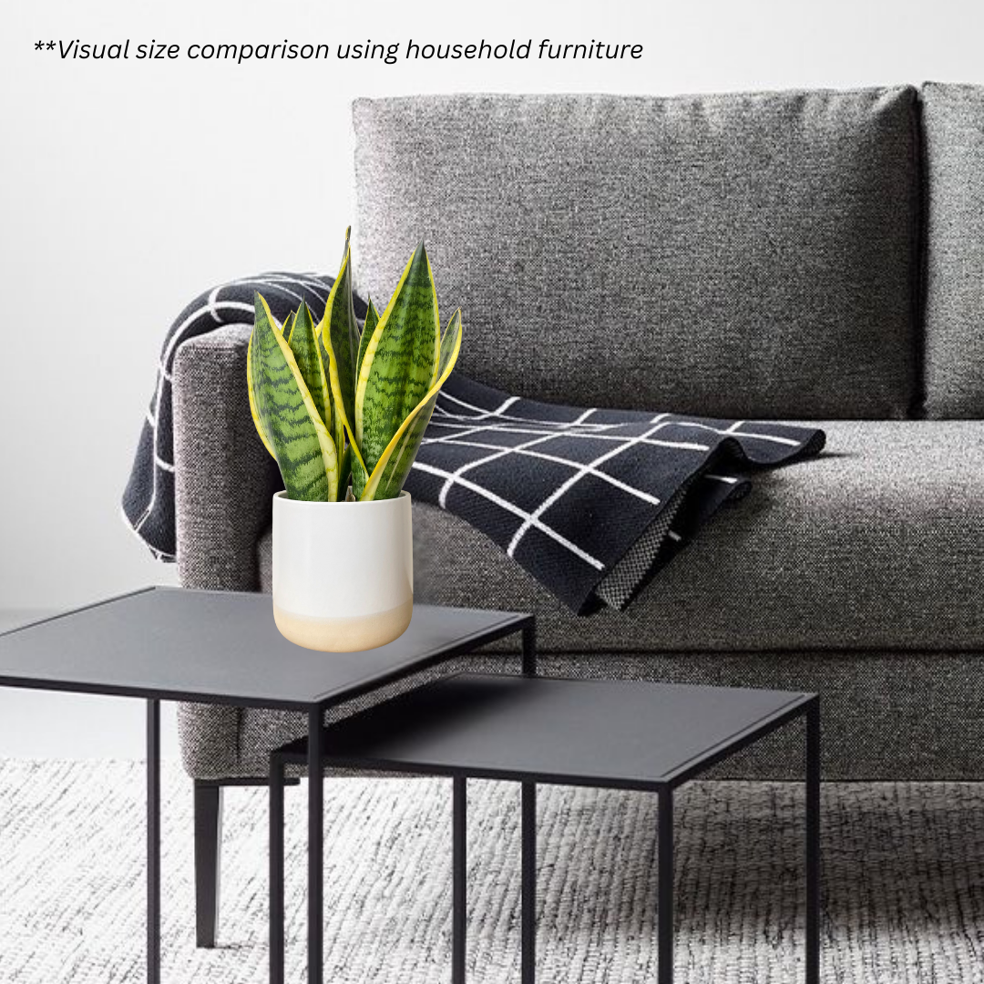 Sansevieria Superba in Moln Pot