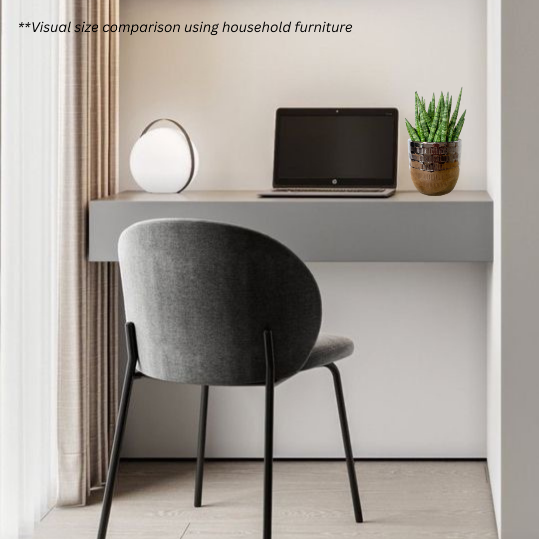 Sansevieria Cylindrica in Cooper Pot