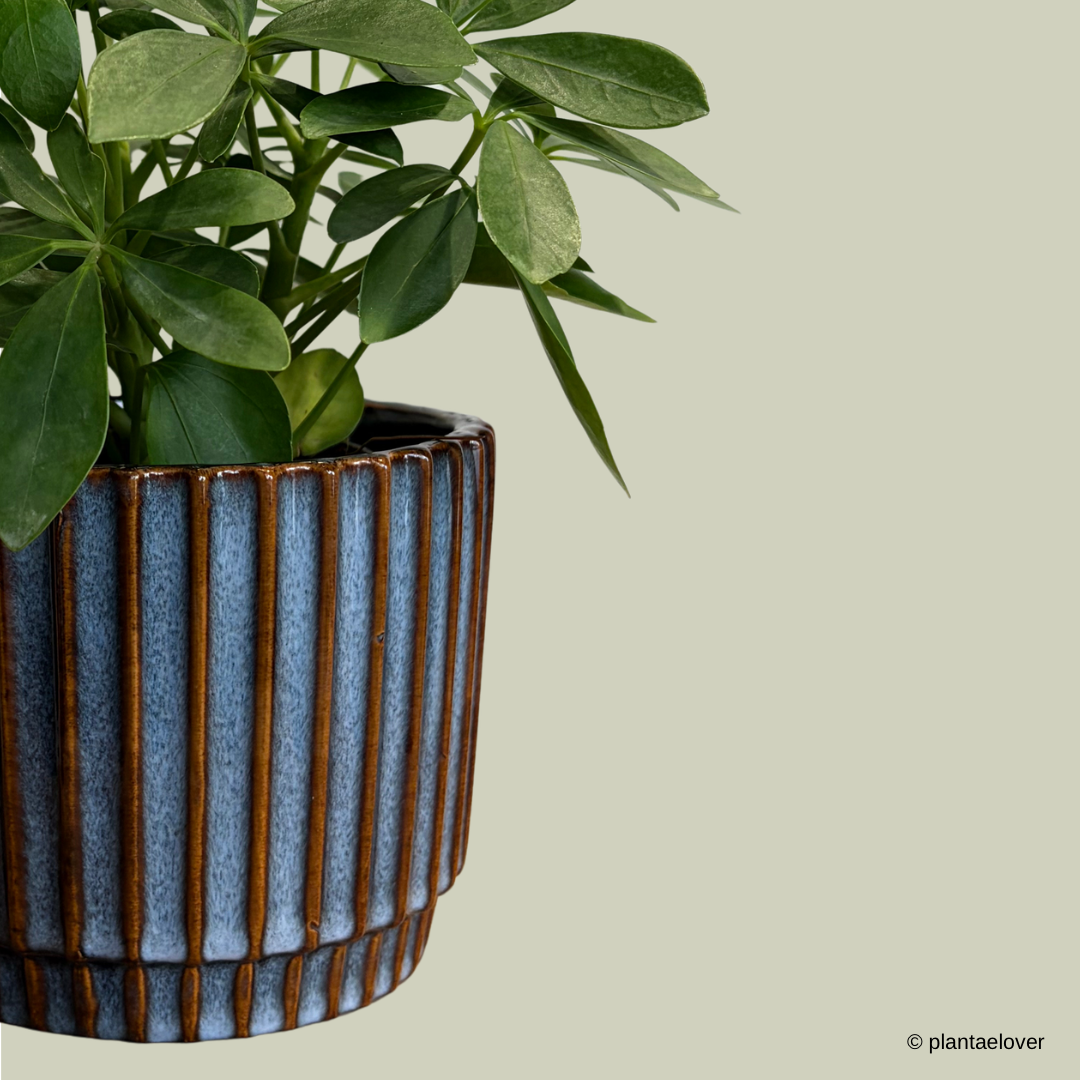 Schefflera Arboricola in Slate Pot