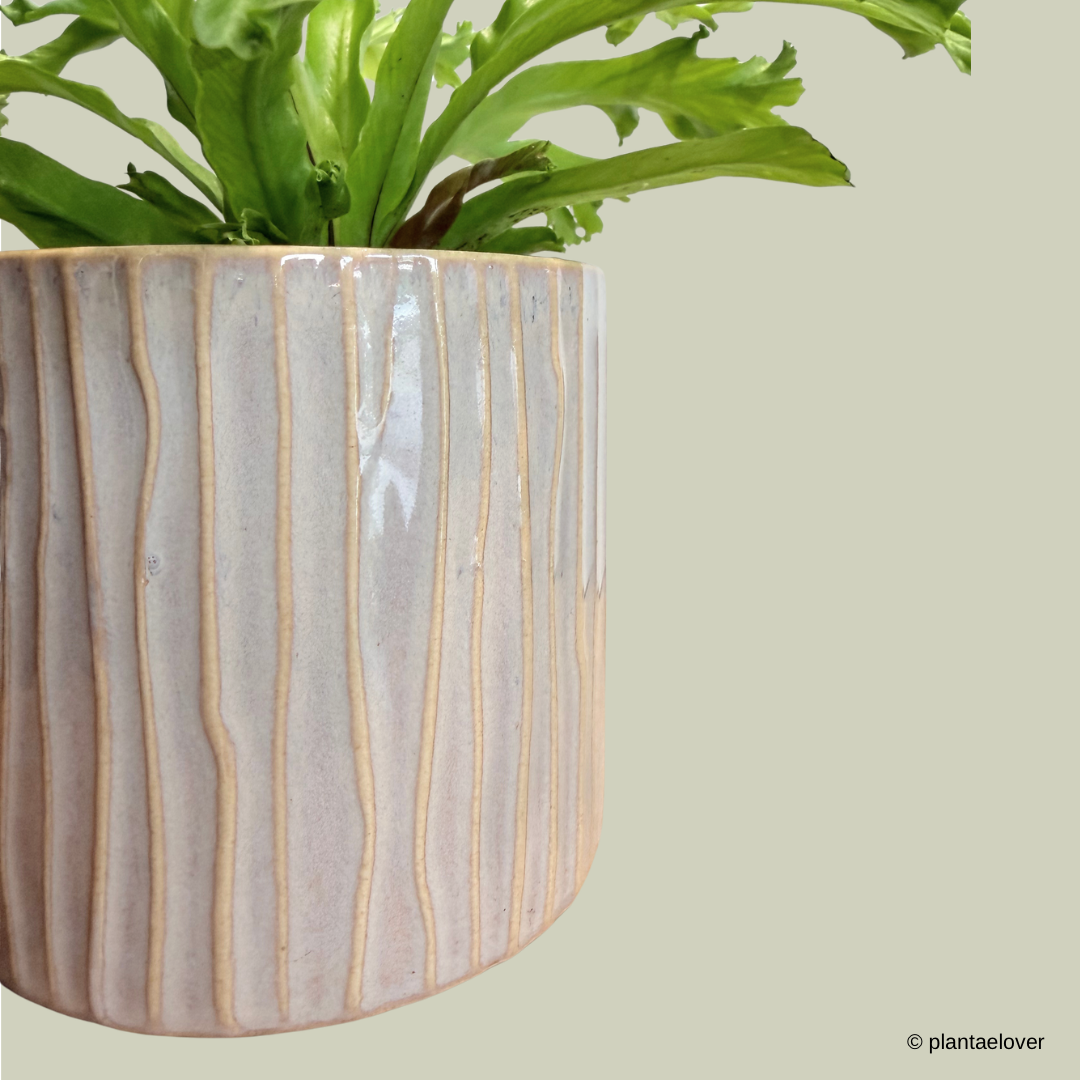 Bird’s Nest Fern in Claywood Pot