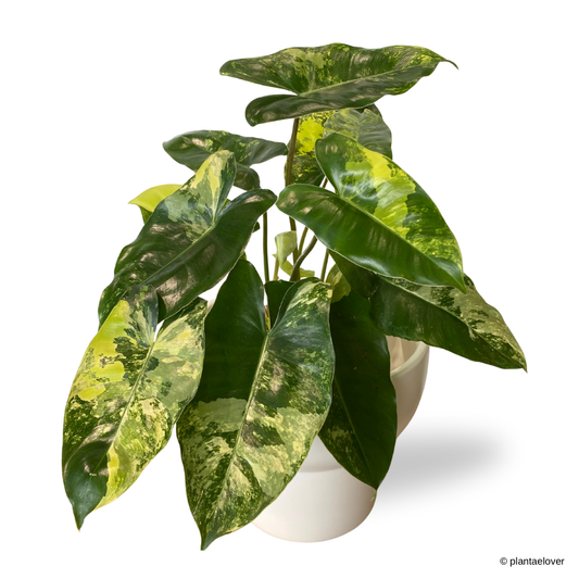 Philodendron Burle Marx Variegated in Podium Pot