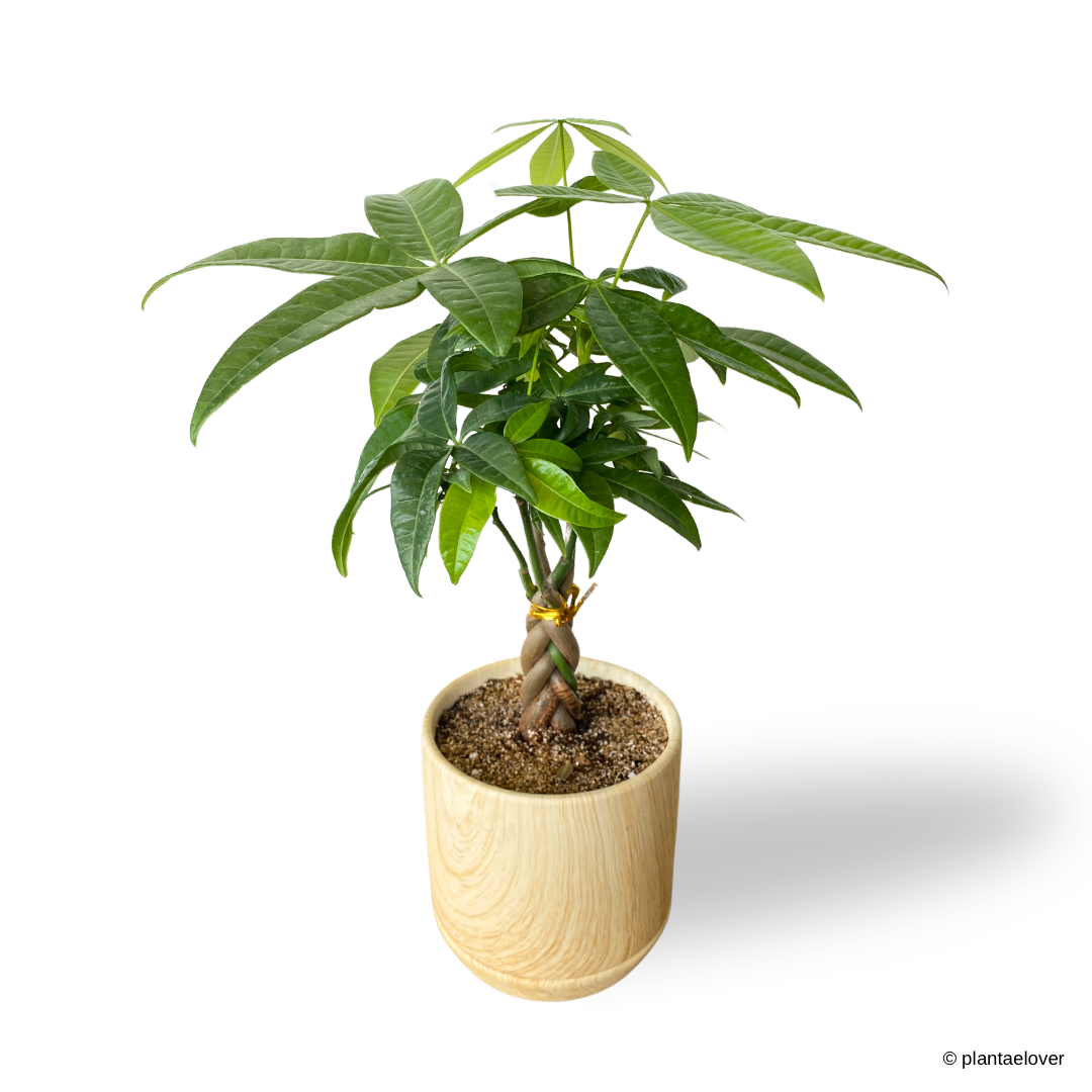 Pachira Aquatica Small Braided in Walnut Pot