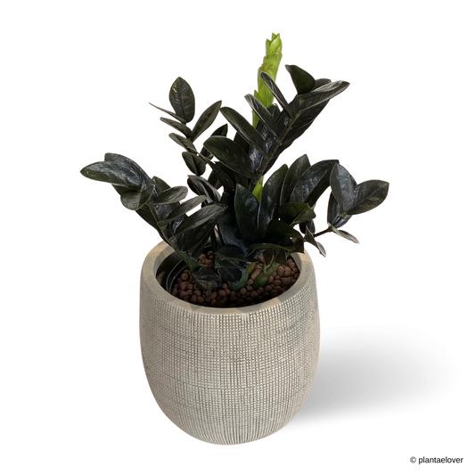 ZZ Black Raven in Mosaics Pot