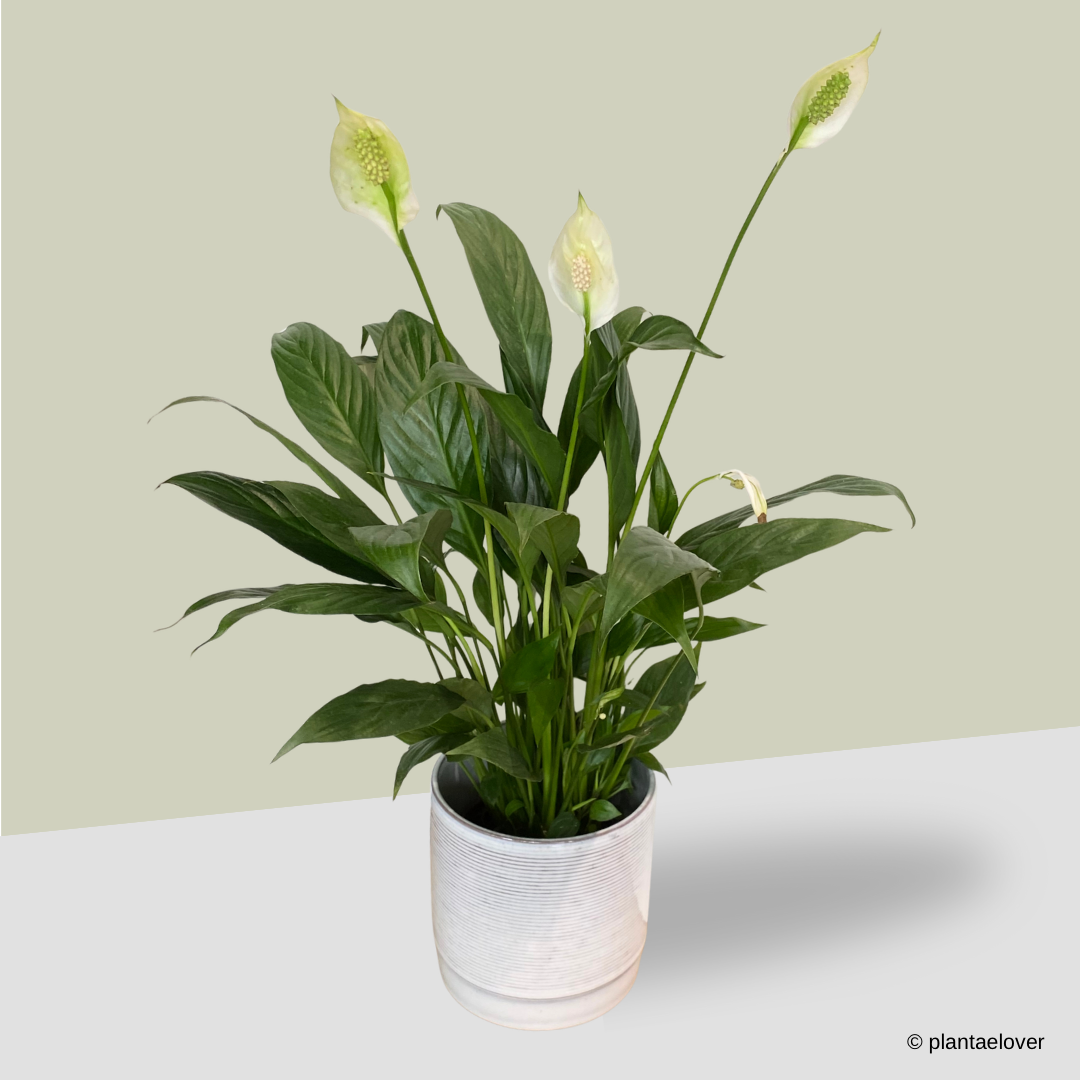 Peace Lily in Atrium Pot