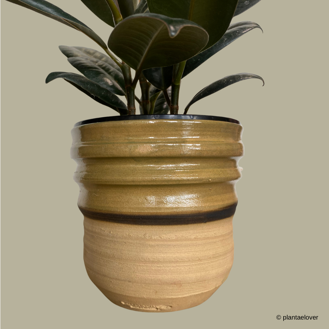 Ficus Elastica in Mori Pot