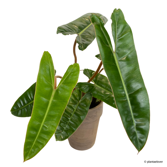 Philodendron Billietiae in SPANG Pot