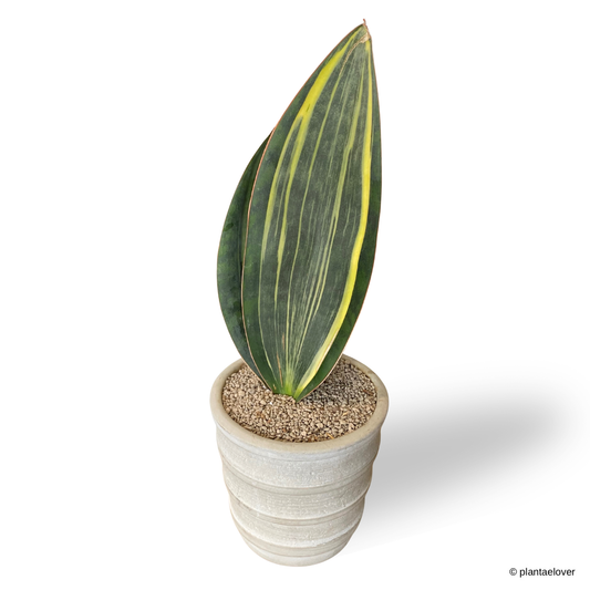 Sansevieria Masoniana Variegata in Oslo Pot