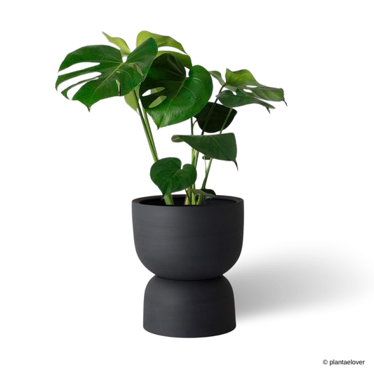 Monstera Deliciosa in Asphalt Pot