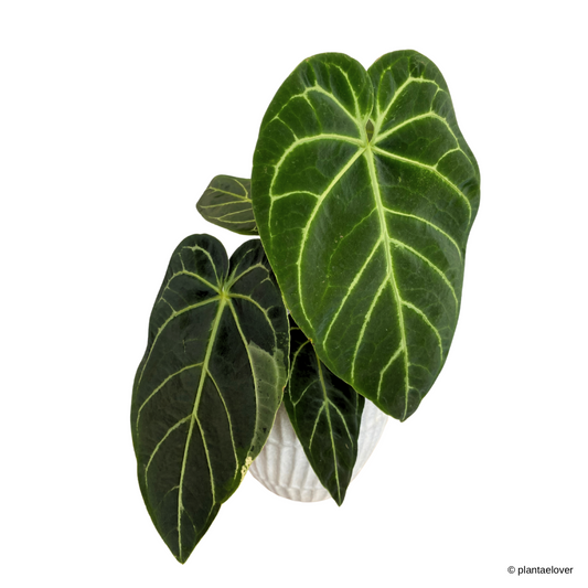 Anthurium Crystallinum Variegata in Titanium Pot