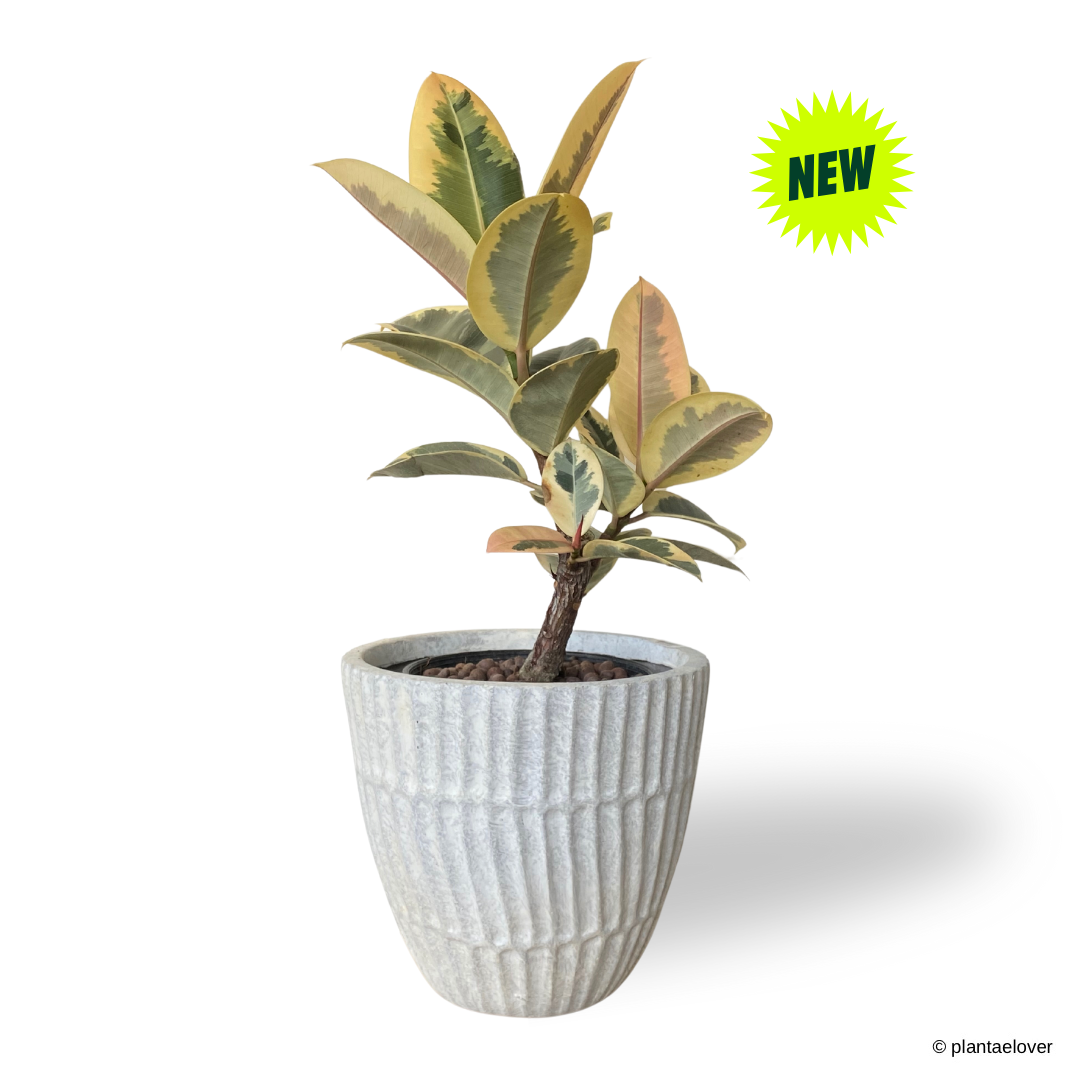Ficus Elastica ‘Tineke’ in Titanium Pot