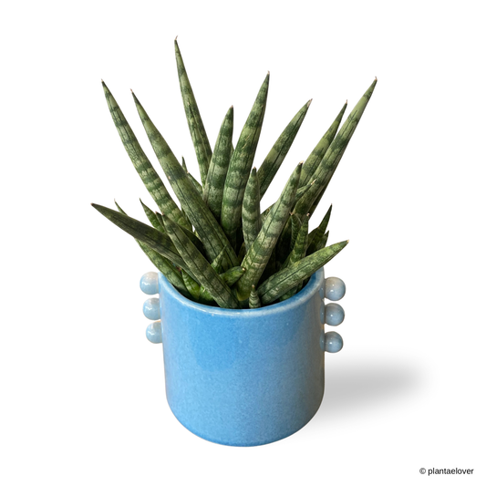 Sansevieria Cylindrica in Buttons Pot