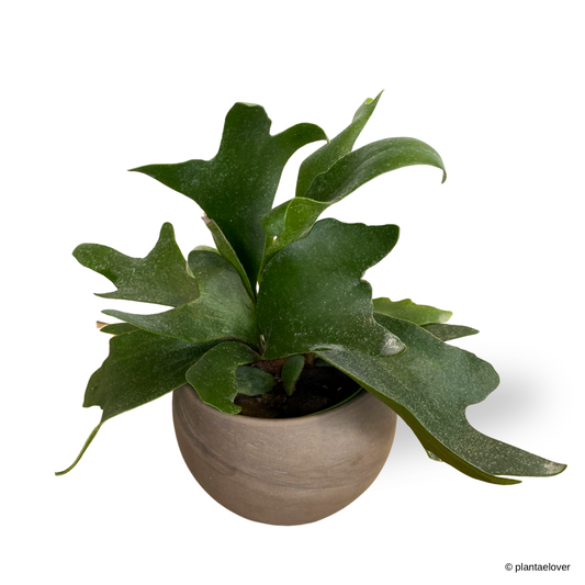 Staghorn Fern in SPANG Pot