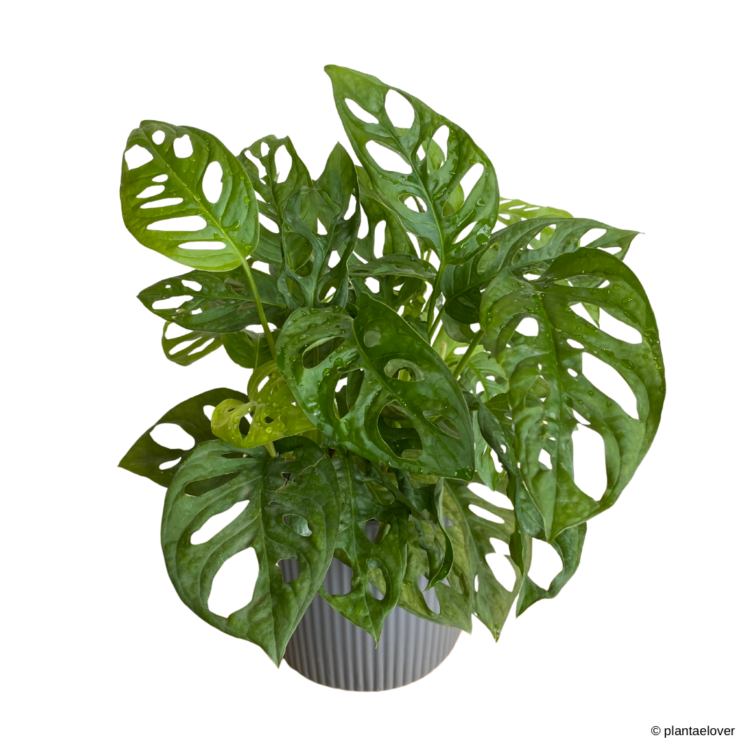 Monstera Adansonii in Cylindrica Pot