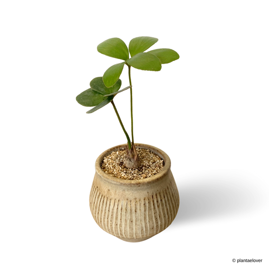 Cardboard Palm in Cashew Pot
