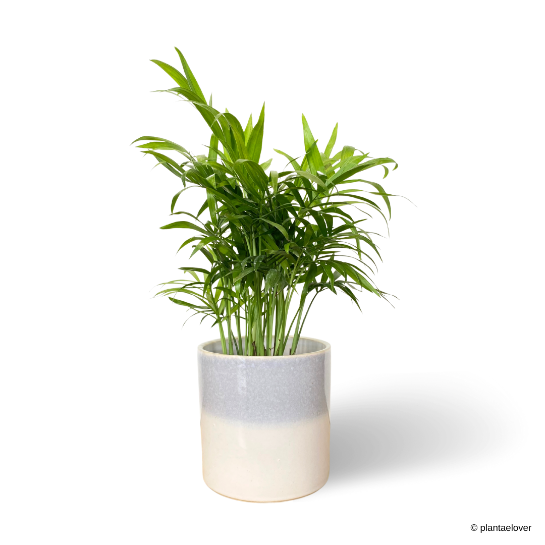 Bamboo Palm in Frost Pot