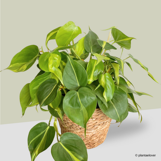 Philodendron Brasil in Woven Basket