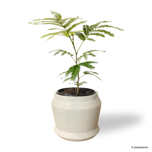Japanese Everfresh Tree in Graphite Pot