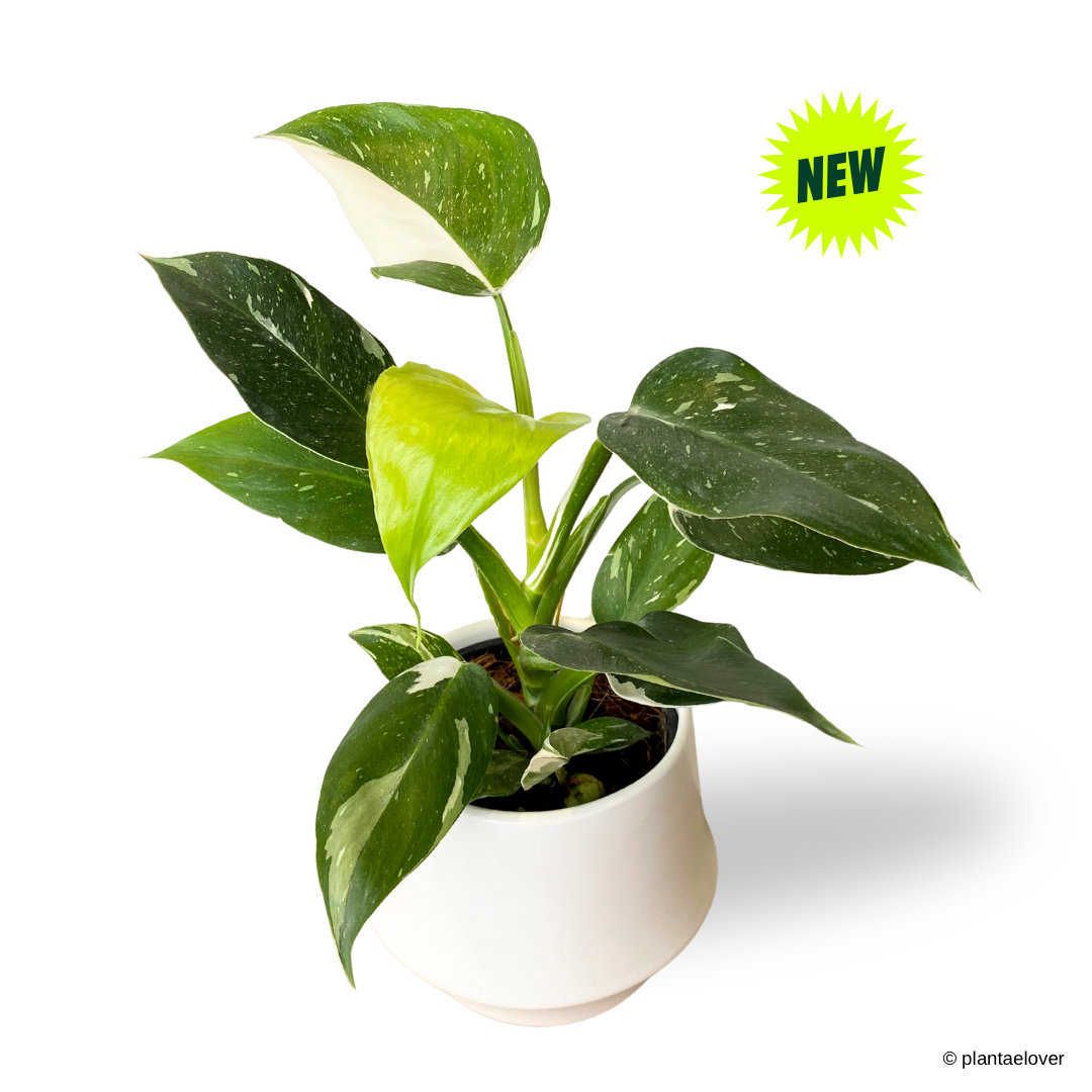 Philodendron White Wizzard in Lantern Pot