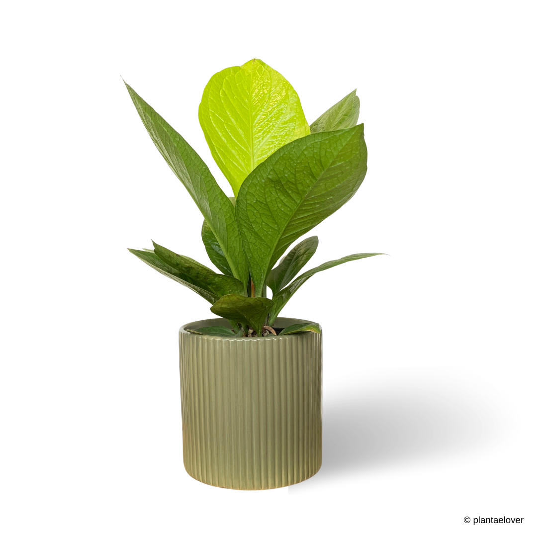 Anthurium Jungle Bush in Celine Pot