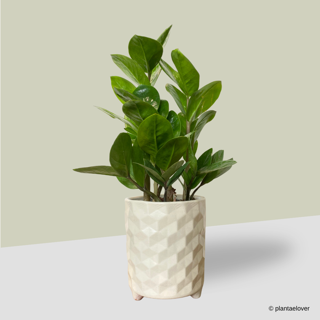 Zamioculcas Zamiifolia in Hexa Pot – plantaelover