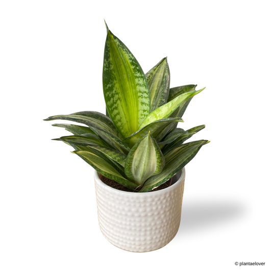 Sansevieria Hahnii Laurentii in Ecru Pot