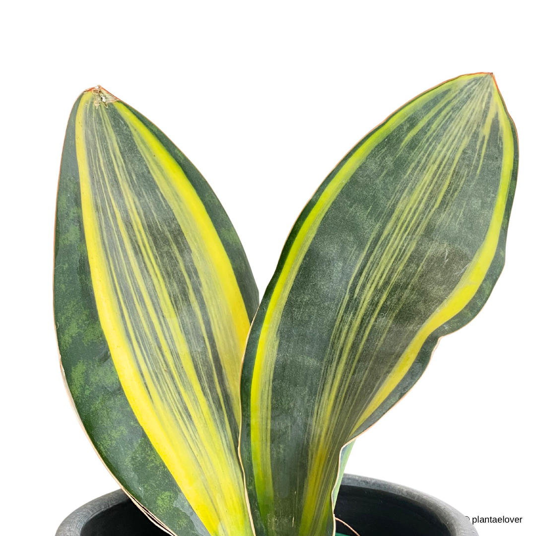 Sansevieria Masoniana Variegata in Aegean Pot
