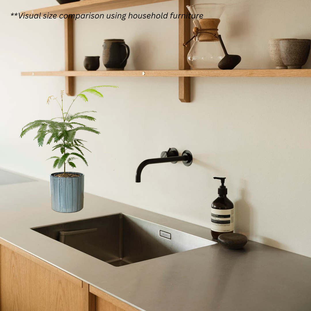 Japanese Everfresh Tree in Capri Pot