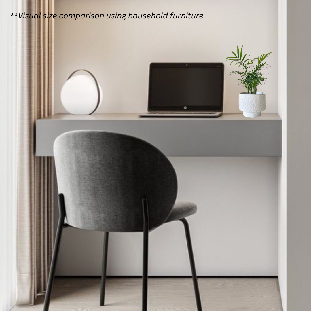 Bamboo Palm in Moonlight Pot