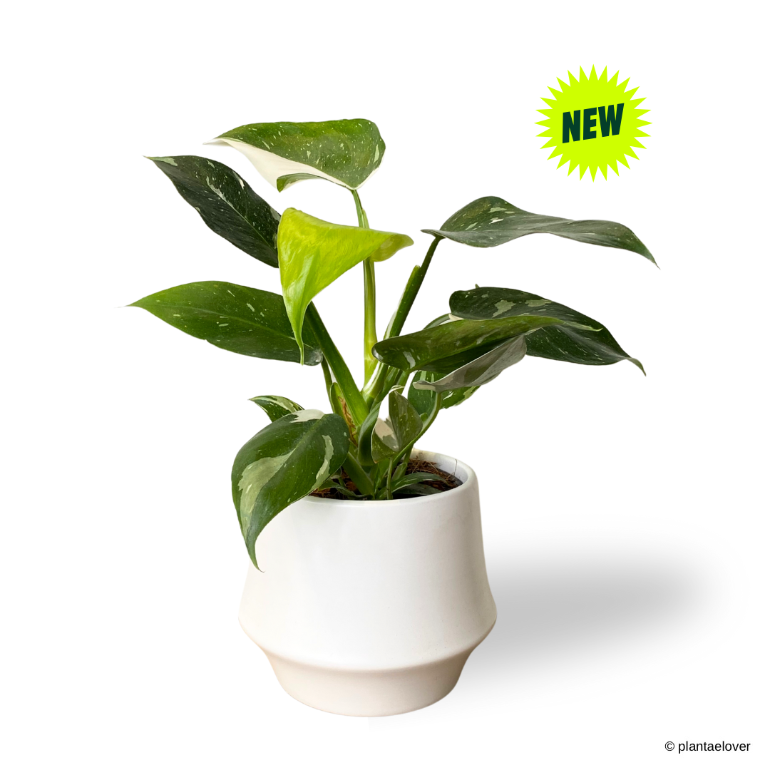 Philodendron White Wizzard in Lantern Pot