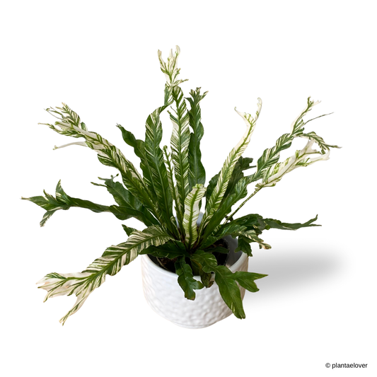 Bird’s Nest Fern Variegata in Moonlight Pot