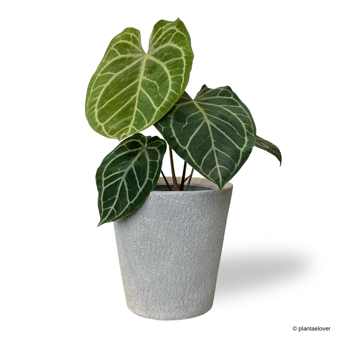 Anthurium Crystallinum in Sandy Pot – plantaelover