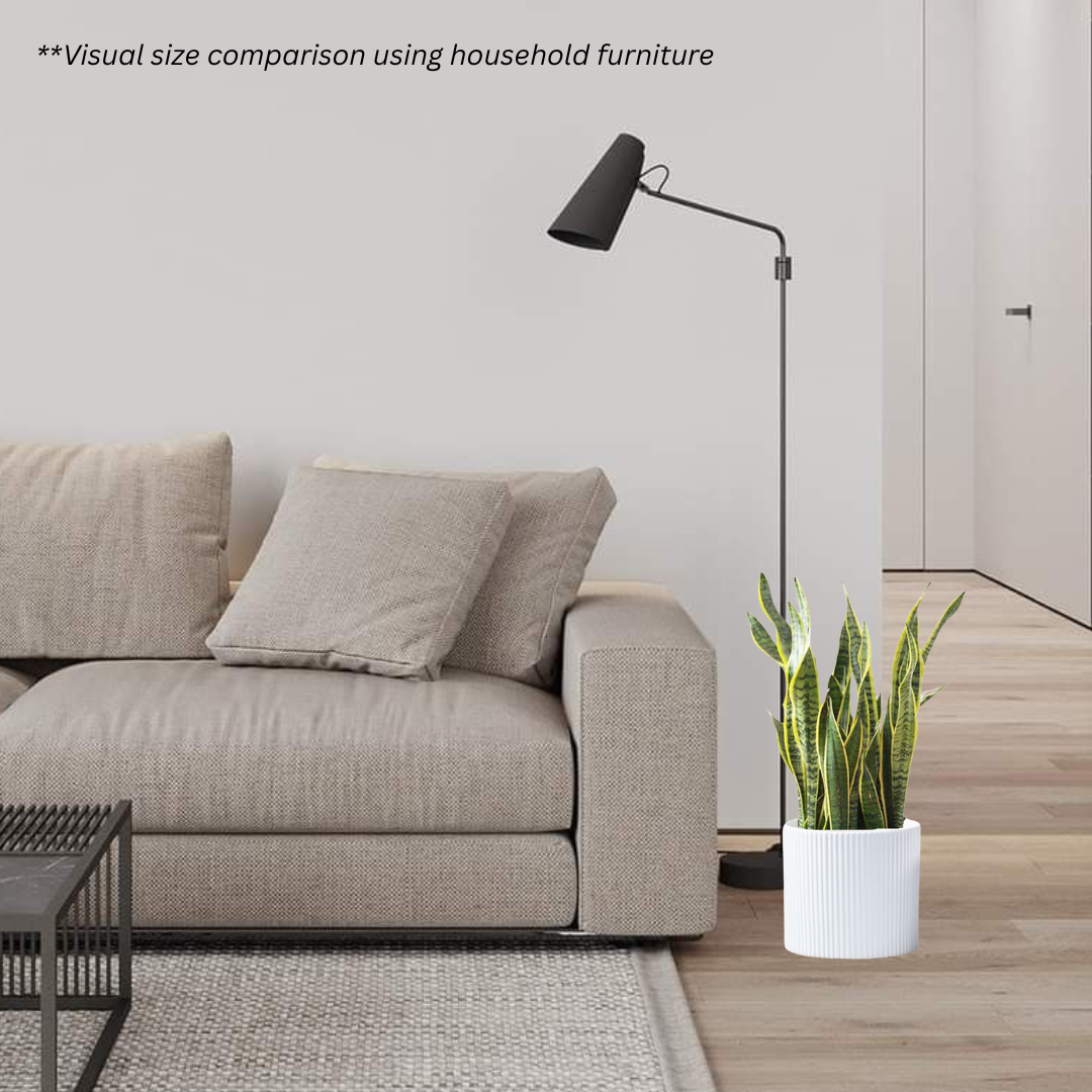 Sansevieria Trifasciata Laurentii in Celine Pot