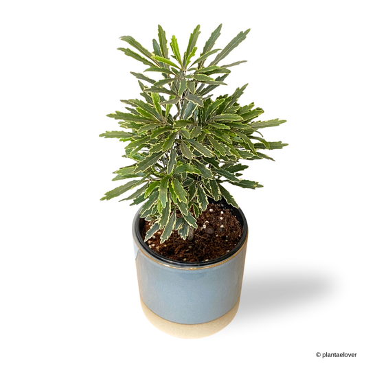 Schefflera Elegantissima in Koi Pot