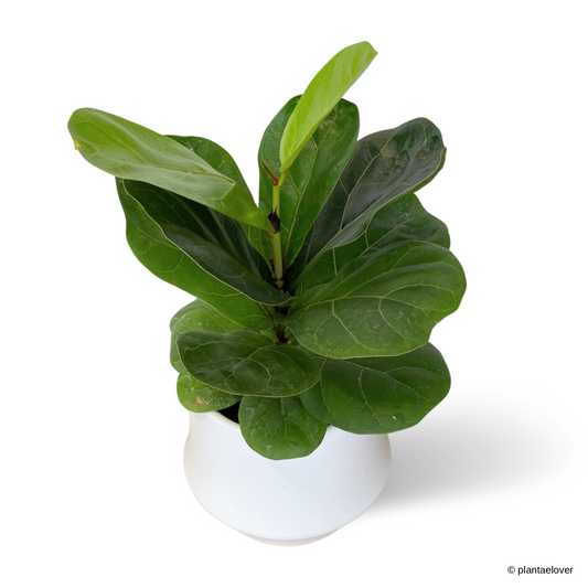 Ficus Lyrata in Lantern Pot